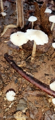 Termitomyces microcarpus