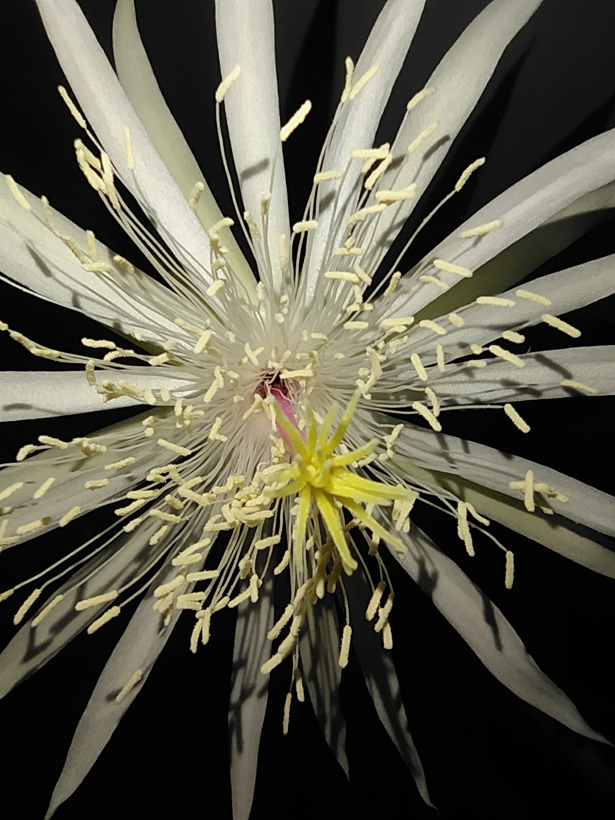 Imagem de Cacto-orquídea