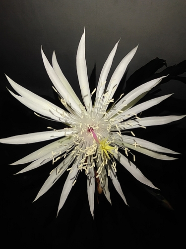Cacto-orquídea