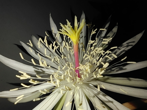 Foto de Cacto-orquídea
