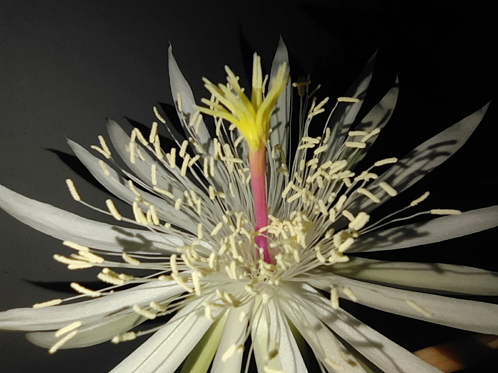 Imagem de Cacto-orquídea