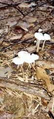 Termitomyces microcarpus