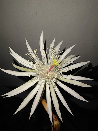 Foto de Cacto-orquídea