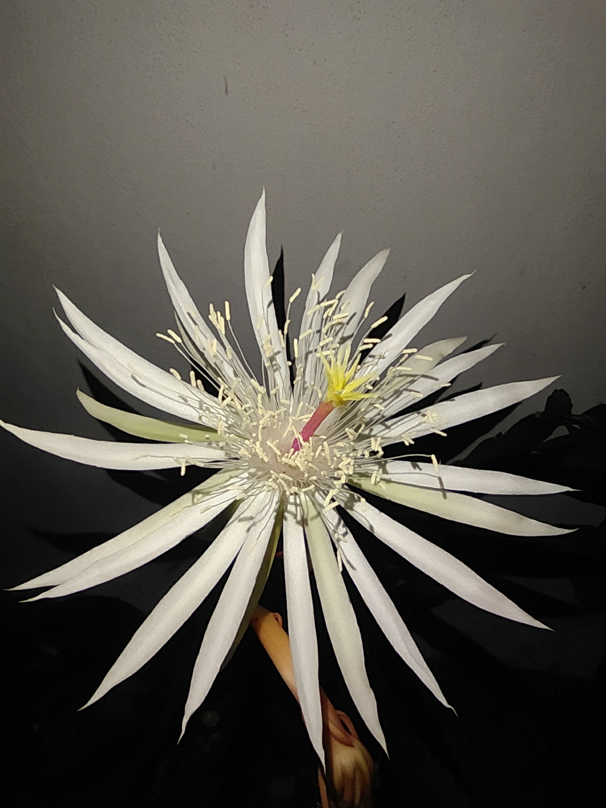 Imagem de Cacto-orquídea