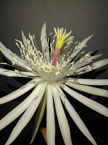 Foto de Cacto-orquídea