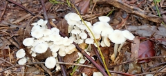 Termitomyces microcarpus