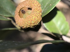 Andricus chrysobalani