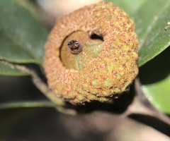 Andricus chrysobalani