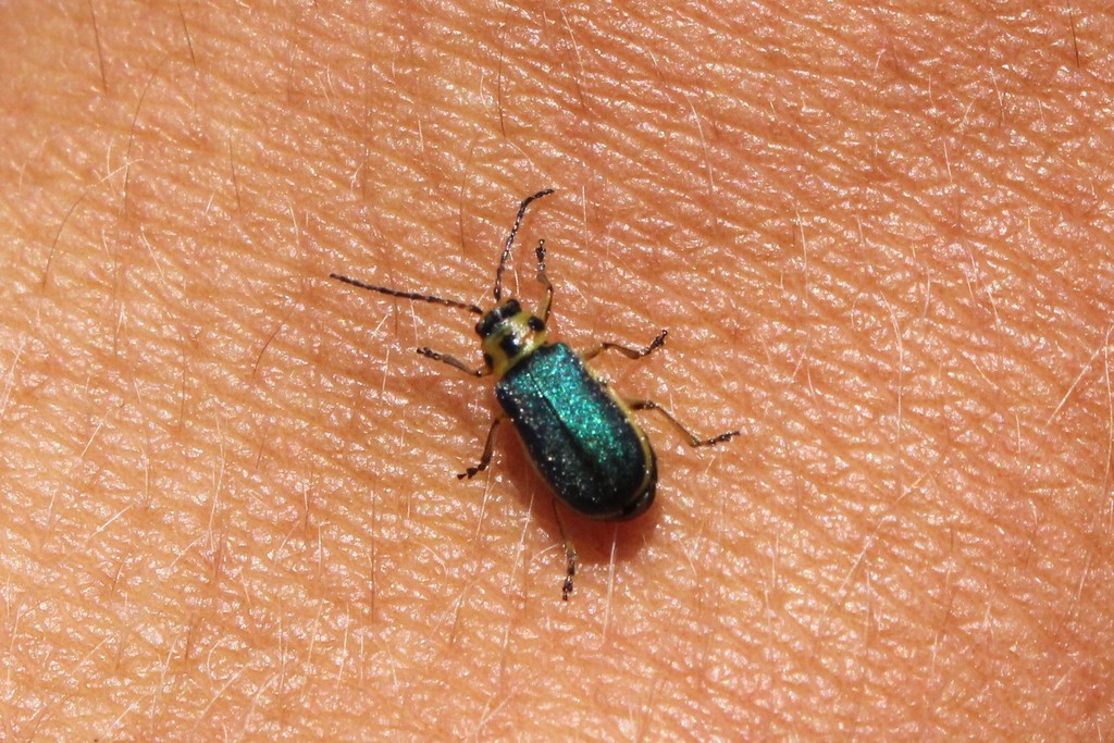 Trirhabda convergens