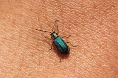 Trirhabda convergens