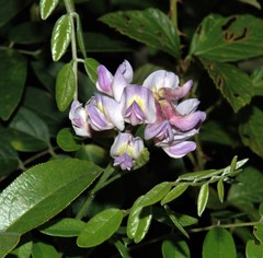 Wisteria frutescens