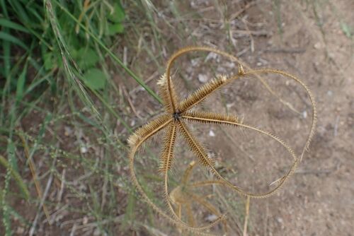 Image of Dactyloctenium giganteum by no rights reserved