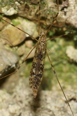 Austrolimnophila argus