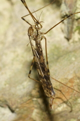 Austrolimnophila argus