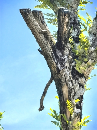 Gray-capped Pygmy Woodpecker
