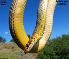 Dolichophis caspius
