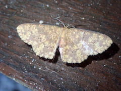 Mesotrophe alienaria