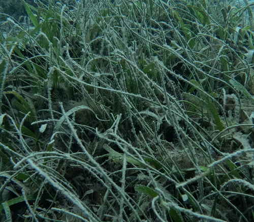 Halodule pinifolia observed 2025-04-26