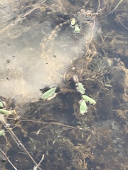 Potamogeton epihydrus