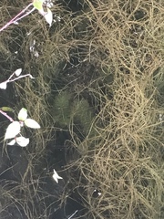 Potamogeton epihydrus