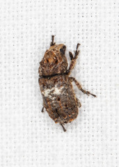 Toxonotus cornutus
