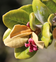 Pittosporum serpentinum