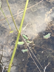 Potamogeton epihydrus