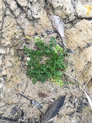 Apium prostratum filiforme