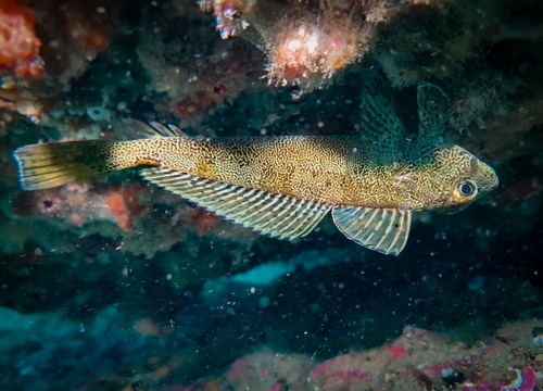 Argentine thornfish (Bovichtus argentinus) — Bovichtidae — 2
