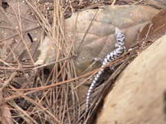 Abronia taeniata