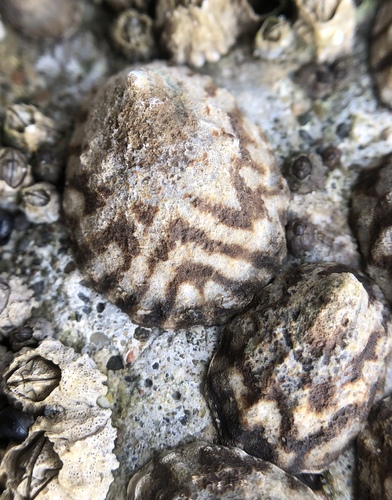 Fingered Limpet