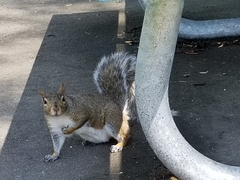Sciurus carolinensis