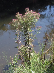 Pluchea odorata odorata