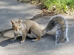 Sciurus carolinensis