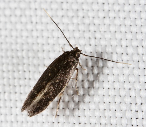 Aproaerema palpilineella photo 4