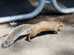 Sciurus carolinensis
