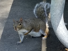 Sciurus carolinensis