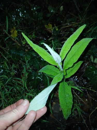 Image of Buddleja salviifolia by (c) naturewatchwidow, some rights reserved (CC BY)