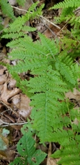Dryopteris intermedia