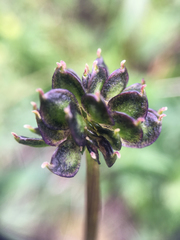 Anemonastrum sibiricum