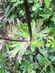 Anemonastrum sibiricum