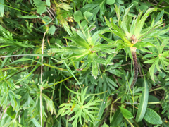 Anemonastrum sibiricum