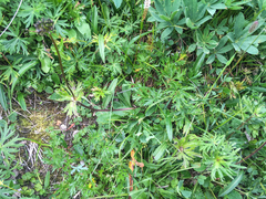 Anemonastrum sibiricum