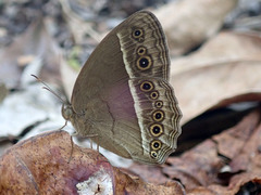 Mycalesis horsfieldi