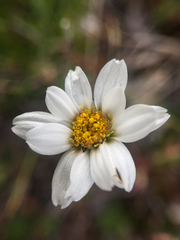 Chrysanthemum integrifolium