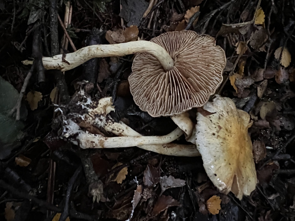 Cortinarius tessiae · May 2025 · photo: © davidorlovich (iNaturalist, cc-by)