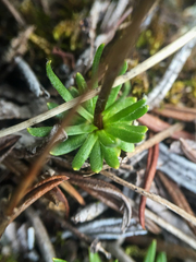 Chrysanthemum integrifolium