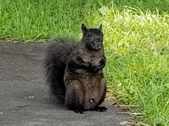 Sciurus carolinensis
