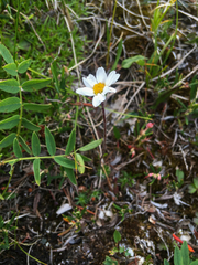 Chrysanthemum integrifolium
