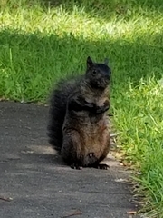 Sciurus carolinensis